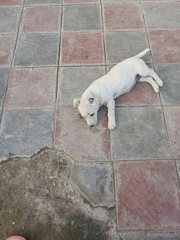 İtlər: Balaca, krem rəngli it balası Xüsusiyyətlər: - Ağımtıl/krem rəngli — 6