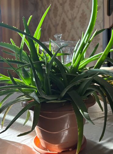 orxideya gülünün qiyməti: Aloe Vera dibçəkdə. Şaxəlidir, çoxköklüdür, yarpaqları sağlamdır