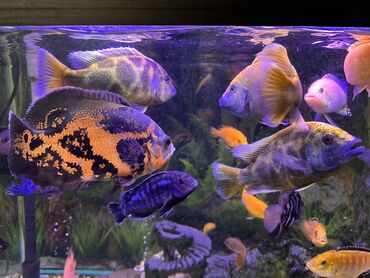 Рыбы: Продаю Аквариумные цихлиды крупных и средних размеров - Для — 11