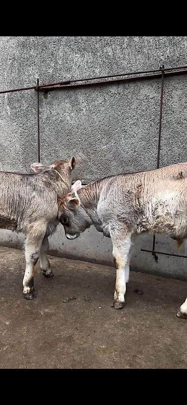 Dana, buzov: Məhsul: Dana balaları (2 baş) Xüsusiyyətlər: - Cins tipi: yerli -da lalafo.az — 7 Dana, buzov: Məhsul: Dana balaları (2 baş) Xüsusiyyətlər: - Cins tipi: yerli — 7