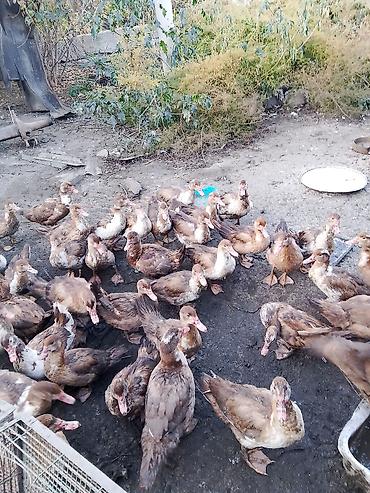яйца гусей: Мускусные утки (индоутки), стадо смешанного возраста и пола. - — 3
