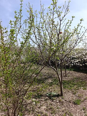 Продажа коттеджей и домов: Продаётся уютный дом 🏡 📍 Тихий, живописный район — идеальное место для — 5