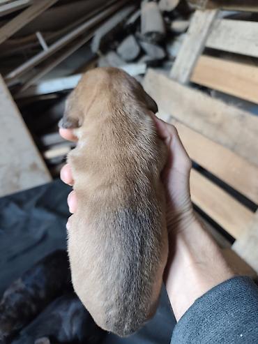 maltezer slike: ŠTENCI ZA ONE KOJI VOLE VELIKE PSE SA KARAKTEROM Otac — Rhodesian — 4