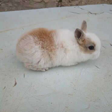 dovşan satişi: 🟠 Ev dovşanı balalarına super endirim kampaniyası. müvəqqəti olaraq 50