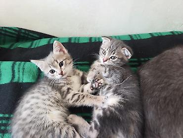 Продажа кошек: 🐾 Пушистое счастье ищет дом! 🏡 потрясающая девочка ушки стоячие — 9