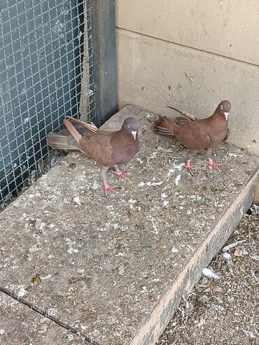 Göyərçinlər: Şəkillərin hamısına baxın. hər cinsdə quşlar satılır . qiymət biri — 8