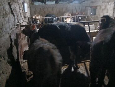 Коровы, быки: Продаю | Корова (самка), Бык (самец), Музоо, торпок | На забой, Для разведения, Для молока | Осеменитель, Привязанные at lalafo.kg — 1 Коровы, быки: Продаю | Корова (самка), Бык (самец), Музоо, торпок | На забой, Для разведения, Для молока | Осеменитель, Привязанные — 1