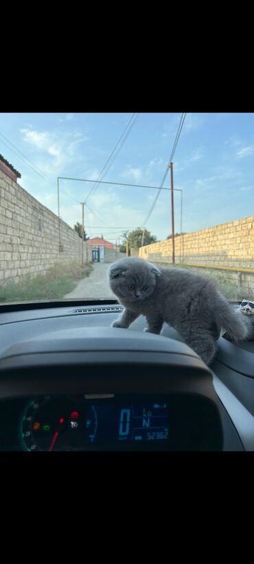 sort pisikler: Şotland, Dişi, Ödənişli çatdırılma