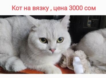 договорная кошка даром британская короткошёрстная 1 год мальчик метис 2 позвонить написать: Вязка!! Породистый Шотландский кот цвет серебристая шиншилла