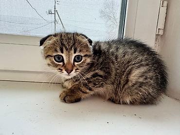 Продажа кошек: Котята 500с каждая . мама вислоухая. 2 месяца котятам. можно забрать с — 3