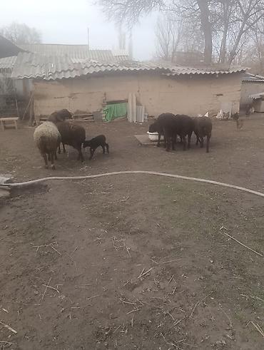 Баран, овца: Продаю | Овца (самка) | Для разведения | Матка — 4