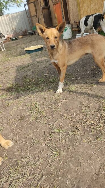 Отдам даром собаку: ПРИЮТ СОБАЧЕК большой выбор много красивых щенков и умных собак. ВСЕ — 7