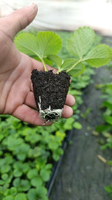 роза для сада: Көчөттөр : Кулпунай, Өзү алып кетүү