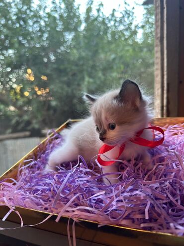 cins pisik satisi: Salam 1 Ay Yarımliıq Baladr Cins balalardır Rag Doll cinsdir