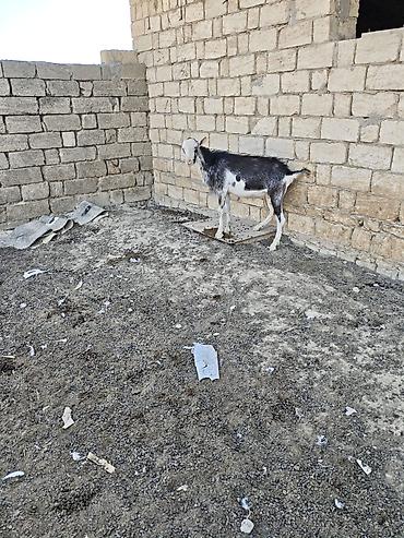 bakida cins ineklerin satisi: Her ikisi satilir. fevralda 2yasdari olacag. heyvanlar qobu kendindedi — 2