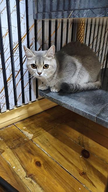 pisiye verilen adlar: Şinşilla, Dişi, Yaxşı əllərə, Ödənişli çatdırılma — 2