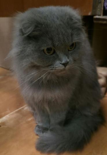 Кошки: Шотландская вислоухая, Самка, В добрые руки, Самовывоз — 1