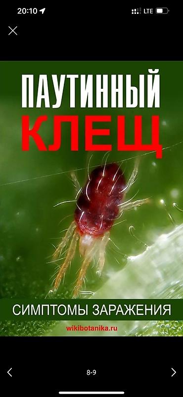 Дворники, садовники: 🌱Я садовник обработка сада ранее весенней обработка плодовых — 7