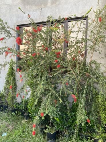 Şitillər: 🌿 Satılır – Dekorativ Həyət və Bağ Bitkiləri 🌳 Həyət və bağların — 7