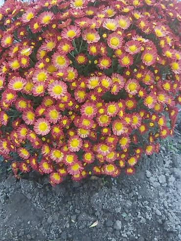 Хризантема: Хризантема — 11