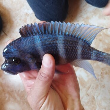 Akvariumlar: Frantoza blue erkek maksimum ölçü bruni ile sef salmayın satılır və