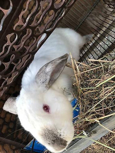 Кролики: Продаю | Кролик самец | Белый великан | Для разведения | Племенные — 5