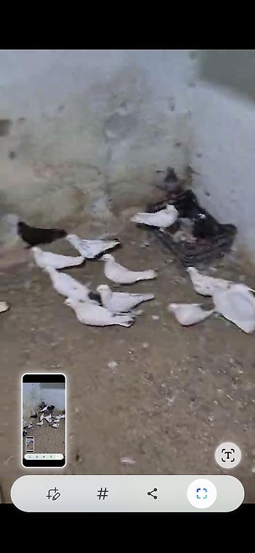 göyercin yuvası: Məhsul: Ev göyərçinləri sürüsü Təsvir: - Şəkillərdə müxtəlif rəng — 6