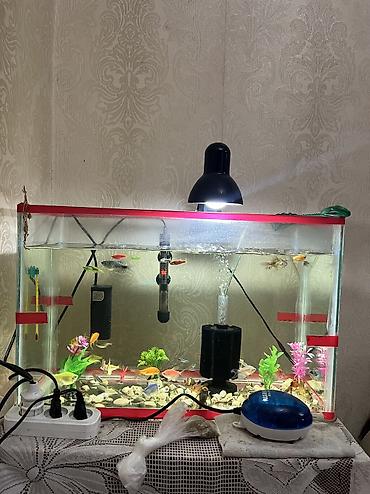 akvarium balıqlarının satışı: Salam akvarium qarışıq satılır 70m — 1