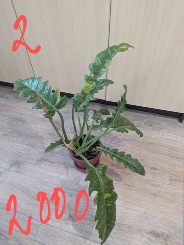 Другие комнатные растения: Комнатные растения, разных видов, филодендрон, хоя, эпипренум, фикус и — 3