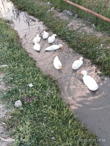 Digər quşlar: Təmiz cins Pekin ordekleridi qiymət obsusuna aiddi tek tek satılmır