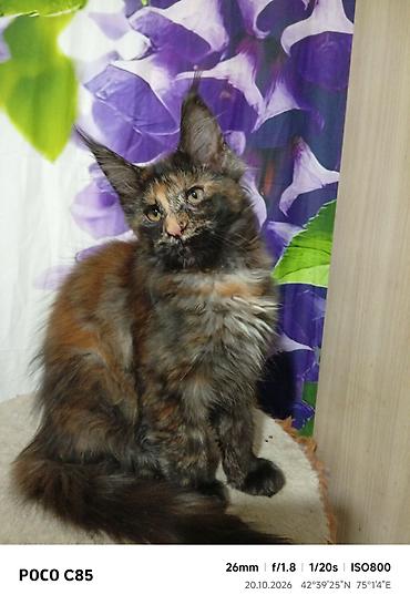 кошка сокулук: Гиганты Кошачьего мира❤️ Мейн-Куны❤️❤️❤️Монопольный Мини питомник — 10