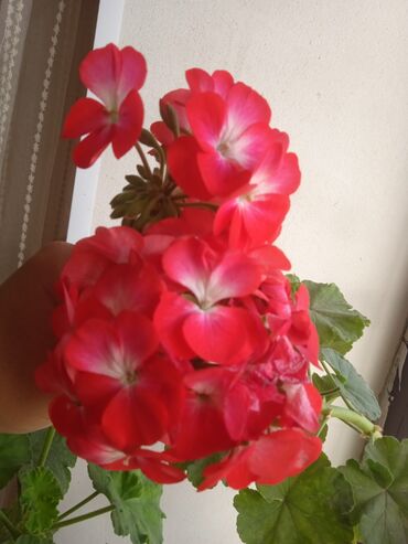 купить цветы комнатные: Башка бөлмө өсүмдүктөрү