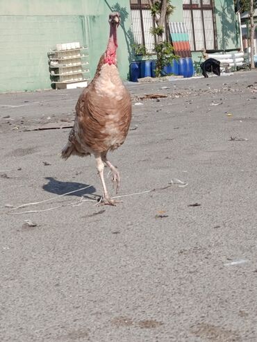 bmw 3 серия 335i at: Razılaşma yolu ilə at lalafo.az bmw 3 серия 335i at: Razılaşma yolu ilə