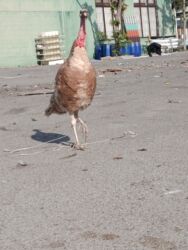 в добрые руки собаку: Razılaşma yolu ilə