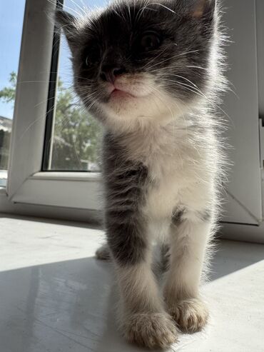 кот батон: 1 месяц, Девочка, Серый