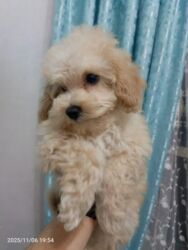 İtlər: Pudel, 3 ay, Ünvandan götürmə — 4