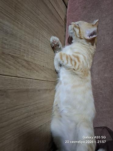 Продажа кошек: Котята от домашней кошки - Помёт из двух котят: один кремово-бежевый — 6