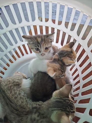 котят ош: Отдам котят. 3 мальчика 3 девочки. котятам 2 месяца, кушают сами уже — 8