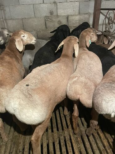 Бараны, овцы: Продаю | Ягненок, Баран (самец) | Полукровка | На забой | Осеменитель, Племенные — 9