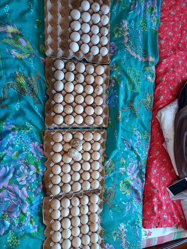 lal ördək satılır v Azərbaycan | ÖRDƏKLƏR: Teze mayali lal ordek yumurtalari satilir. Catdirilma var. Real