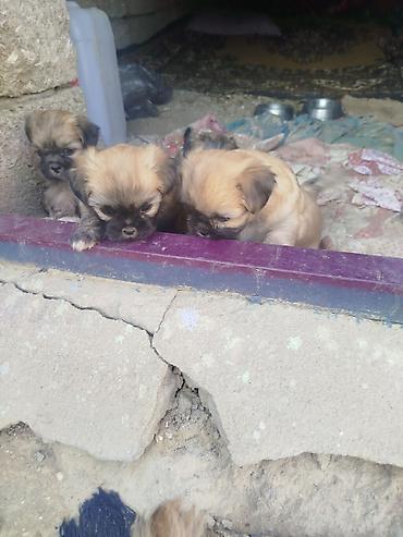 labrador itleri: Shi-tsu, 1 ay, Dişi, Sənədli, Pulsuz çatdırılma — 2