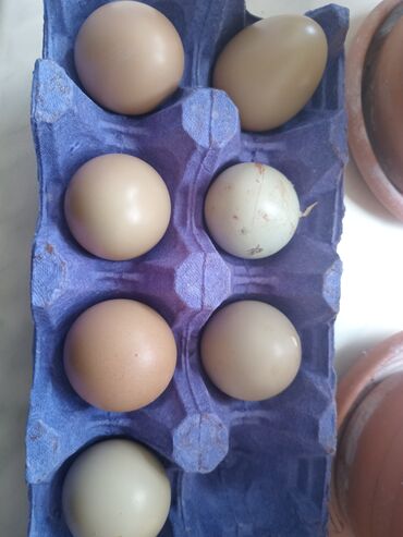 quş yuvası düzəltmək: Qırqovul yumurtası Baki ya catirlma olur