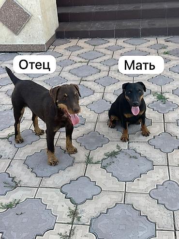 собака щенки: Ягдтерьер, 1 месяц, Самец, С прививкой — 3