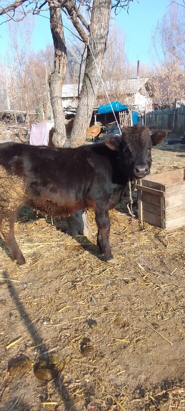 Коровы, быки: Продаю | Тёлка, Музоо, торпок | Абердин-ангус | На откорм | Искусственник — 2