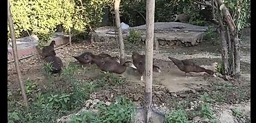 ordəylər: Salam hər kəsə! Əlimdə Bronze Muscovy Duck və Chocolate Muscovy Duck — 7