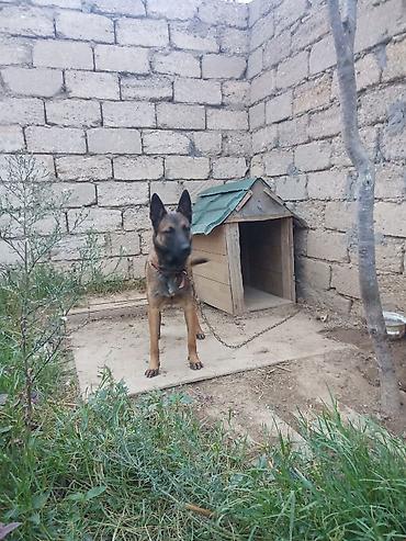 Belçika çoban iti, 1 il, Dişi, Peyvəndli
