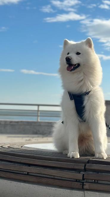 samoyed satılır: Samoyed, 1 il, Erkək, Cütləşmə üçün — 2