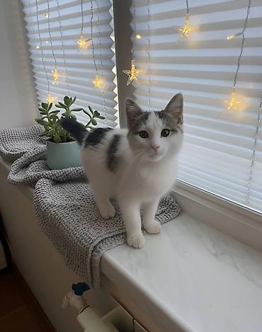 Pişiklər: Dişi, Erkək, Yaxşı əllərə — 4