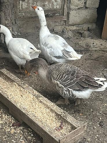 qızıl quş: Qazlar – 3 baş Salam qazdar satılır 2fere 1xoruz isteyen elaqe saxliya — 3