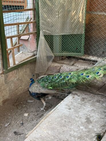 Tovuz quşları: SATILIR‼️ Gəncə ş. Göy rəngli tovuz quşları mövcuddur. Bu quşlar öz — 8